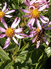 hover fly on flower