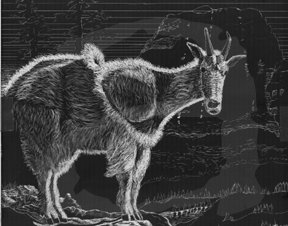 mountain goat scratchboard