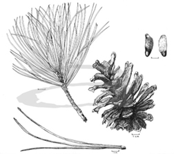 ponderosa pine drawing