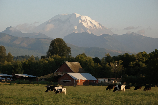 Mt. Rainier and Cows