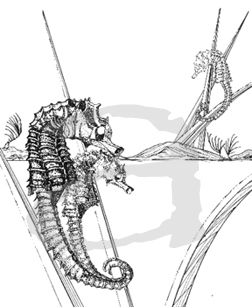 seahorse drawing